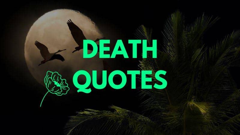 115+ Death Quotes Navigating Loss and Finding Solace in Grief